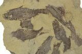 Fossil Fish (Gosiutichthys) Mortality Plate - Wyoming #357160-1